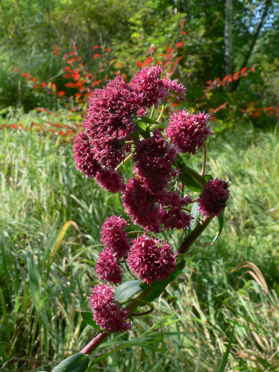 Изображение особи Hylotelephium triphyllum.