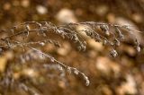 Artemisia sericea