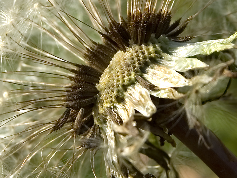 Image of Taraxacum officinale specimen.