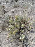Dracocephalum multicaule