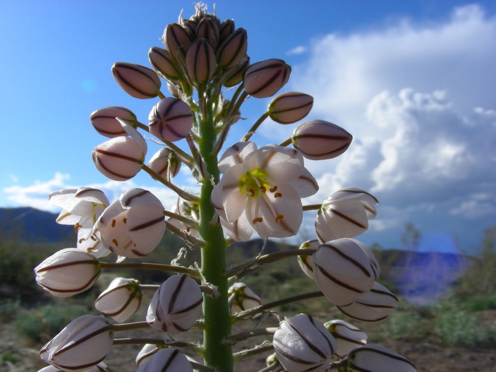 Изображение особи Eremurus anisopterus.