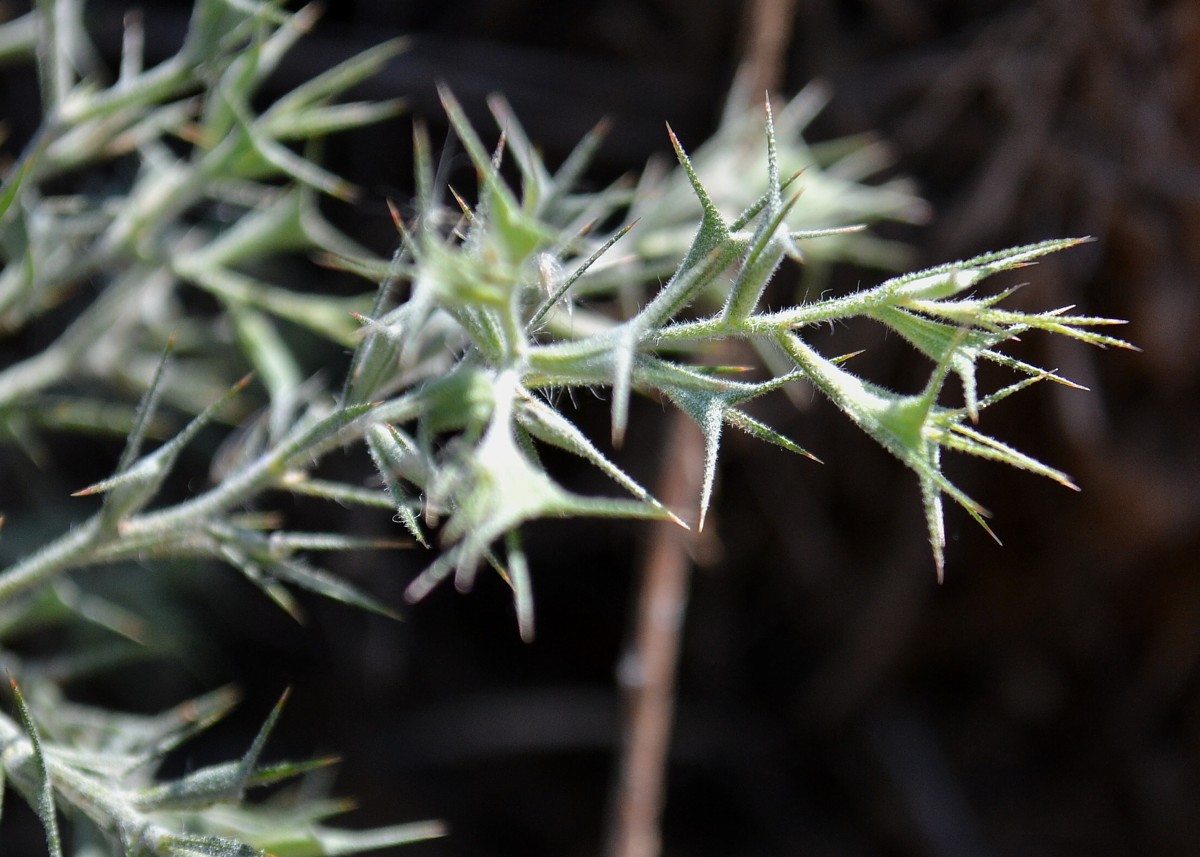 Изображение особи Ceratocarpus arenarius.