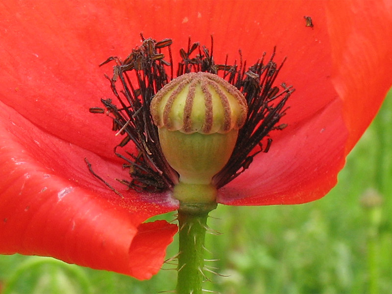 Изображение особи Papaver rhoeas.