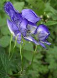 Aconitum axilliflorum. Соцветие. Приморский край, Шкотовский р-н, окр. с. Анисимовка, в смешанном лесу. 17.08.2009.