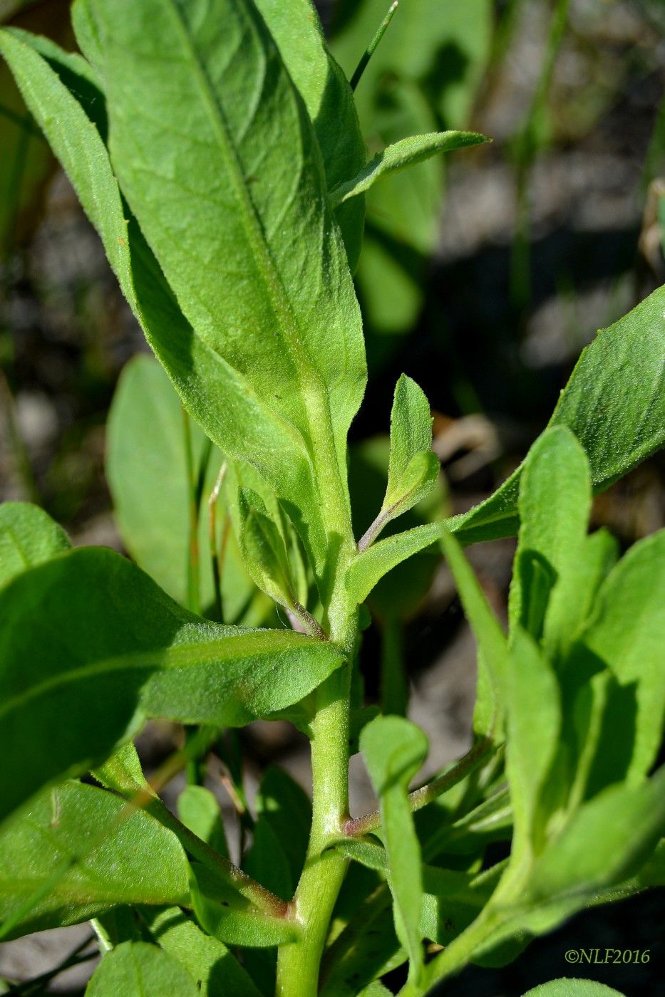 Изображение особи Sphaeranthus strobilifer.