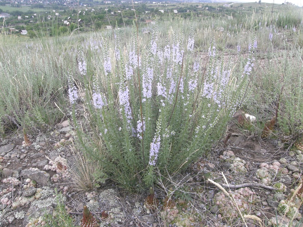 Image of Veronica pinnata specimen.