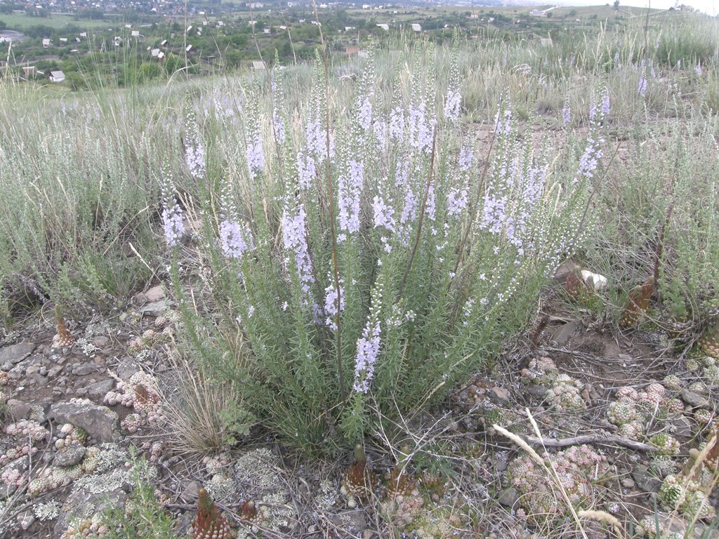 Изображение особи Veronica pinnata.