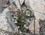 Minuartia verna