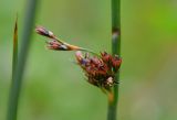 Juncus beringensis. Верхушка побега с соцветием и плодами. Камчатский край, Елизовский р-н, окр. г. Петропавловск-Камчатский, бухта Средняя Лагерная, сырой и болотистый луг. 12.07.2016.