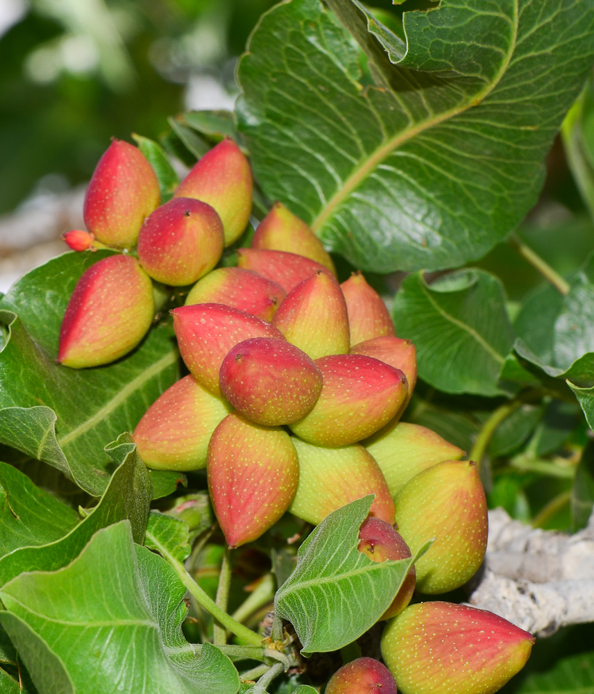 Image of Pistacia vera specimen.