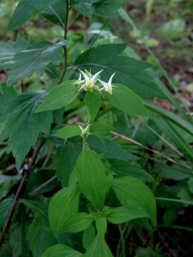 Изображение особи Halenia corniculata.