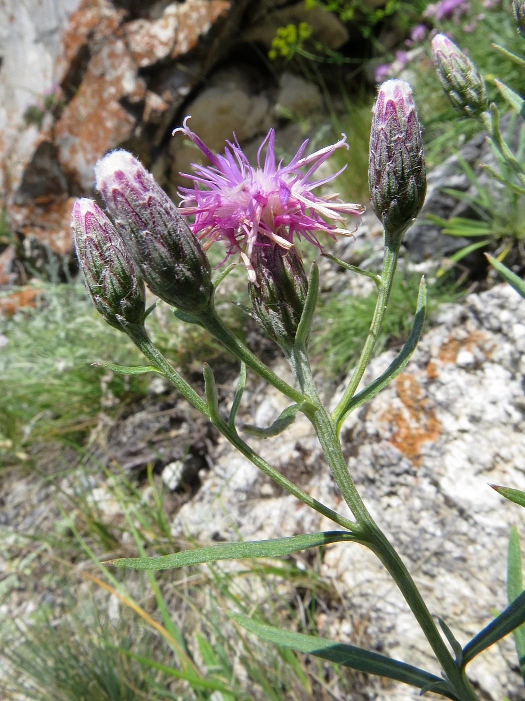 Image of Saussurea salicifolia specimen.