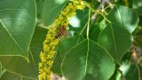 Triadica sebifera. Часть соцветия с фуражирующей пчелой и листья. Израиль, г. Бат-Ям, в культуре. 24 мая 2016 г.