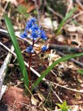 Scilla bifolia