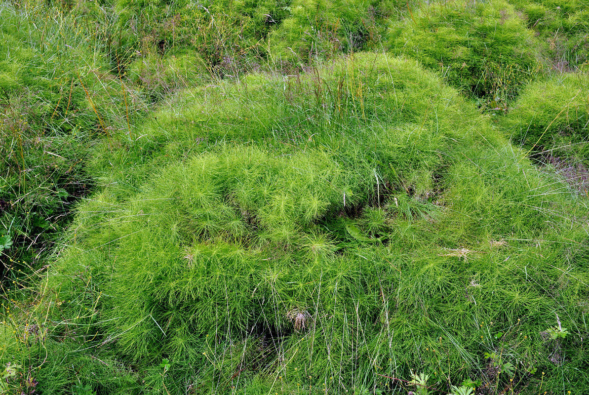 Изображение особи Equisetum pratense.