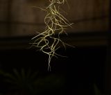 Tillandsia usneoides