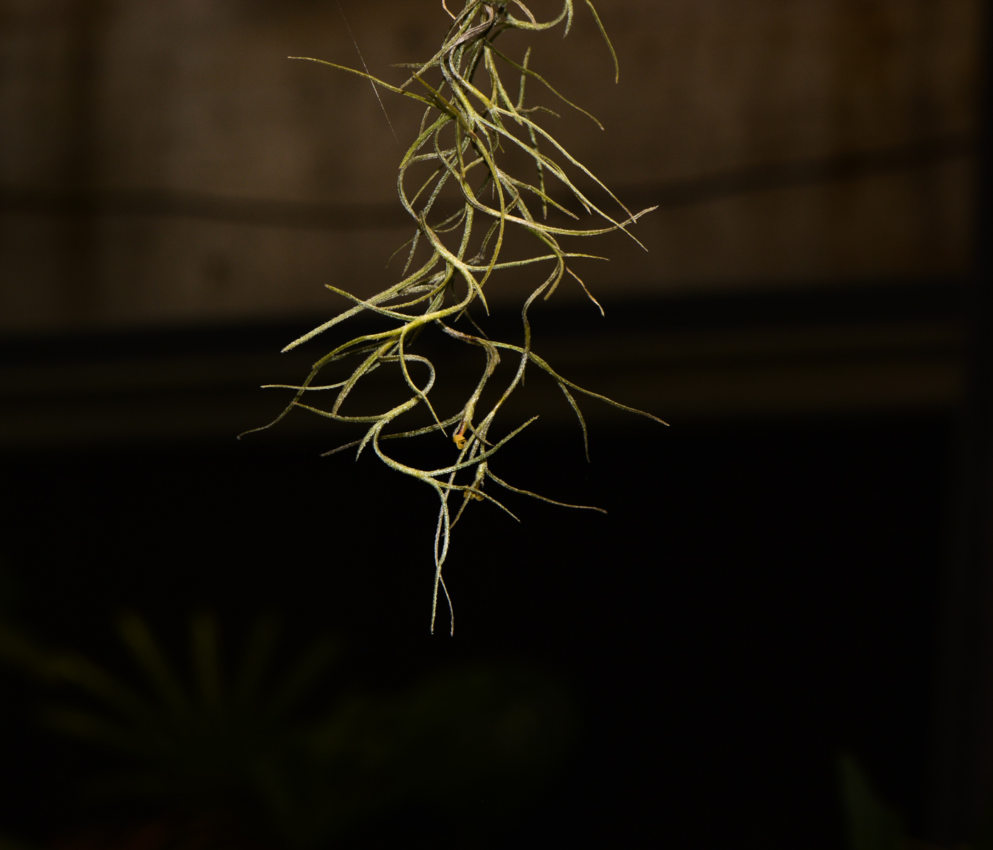 Изображение особи Tillandsia usneoides.