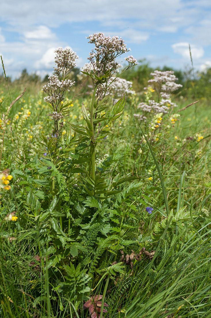 Изображение особи Valeriana officinalis.