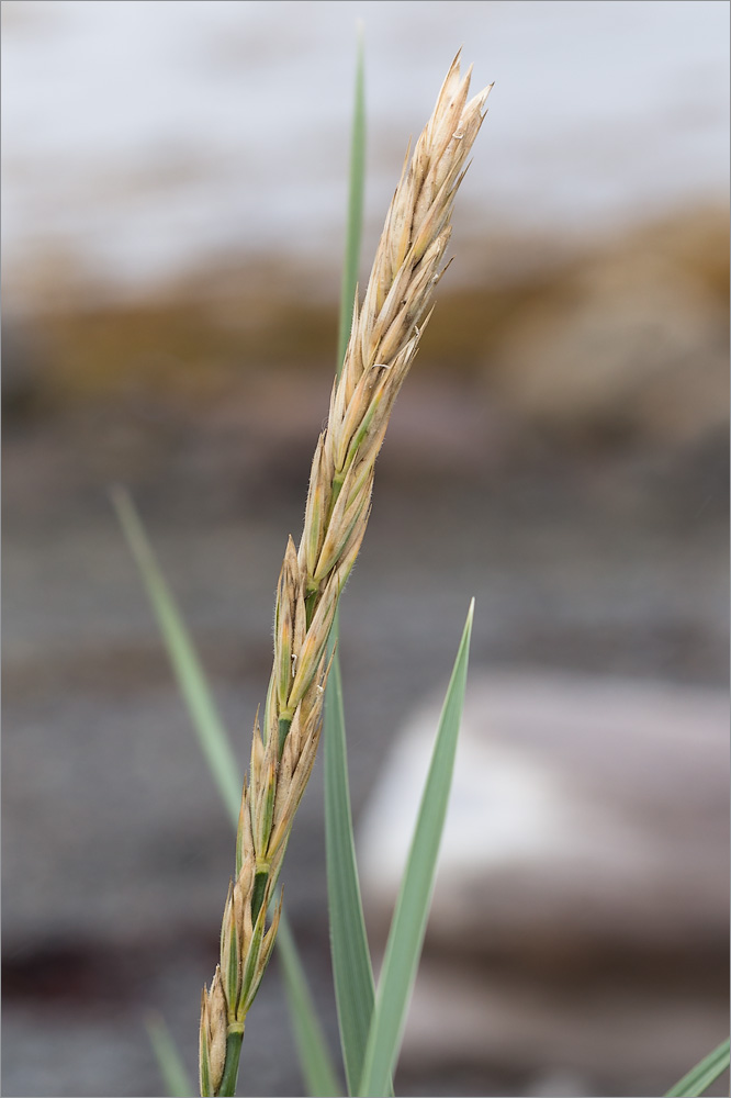 Image of Leymus arenarius specimen.