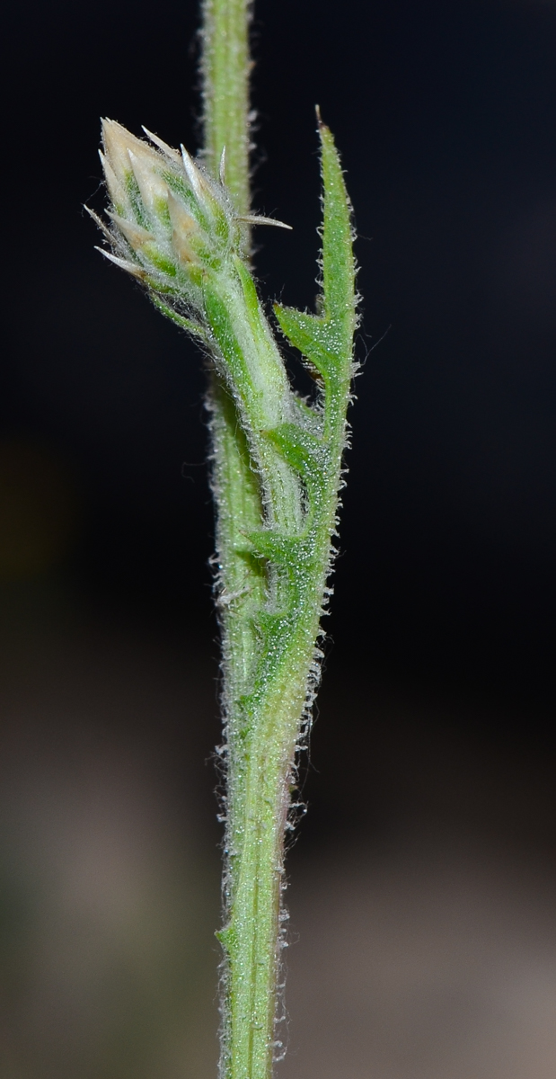 Image of Volutaria lippii specimen.