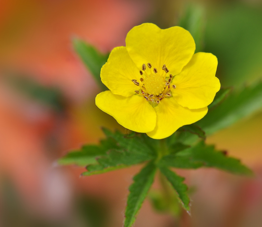 Image of Potentilla asiatica specimen.