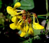 Hippocrepis emeroides