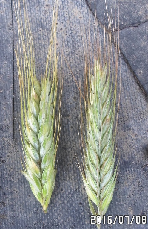 Image of genus &times; Triticosecale specimen.