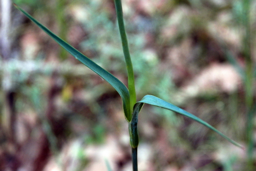 Image of Dianthus capitatus specimen.