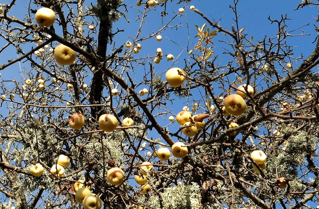 Изображение особи Malus praecox.