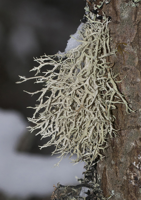 Image of Ramalina farinacea specimen.