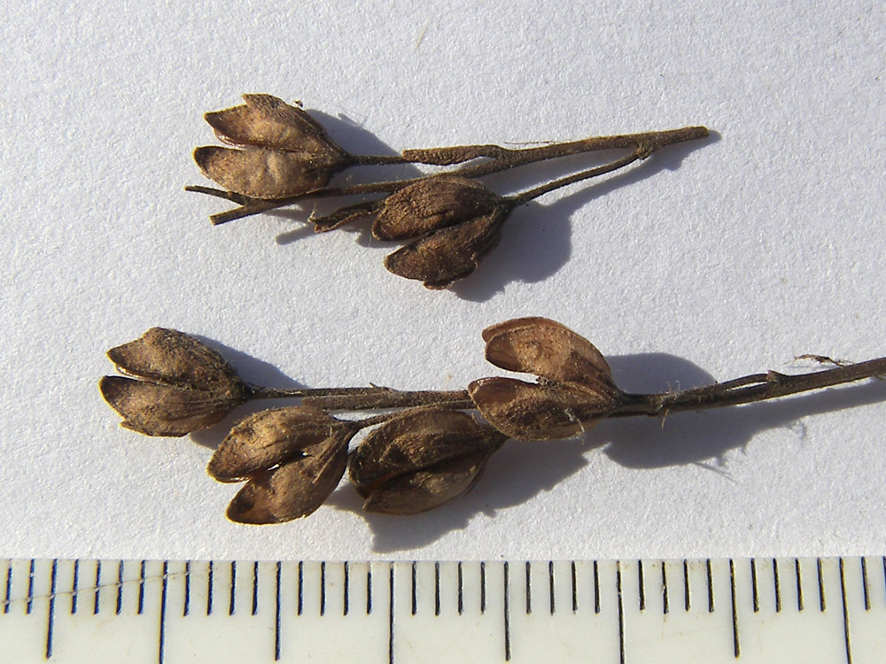 Image of Veronica fruticulosa specimen.