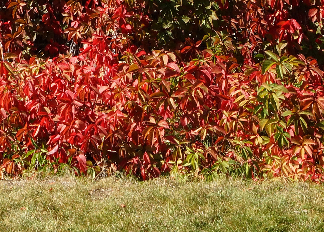 Изображение особи Parthenocissus quinquefolia.