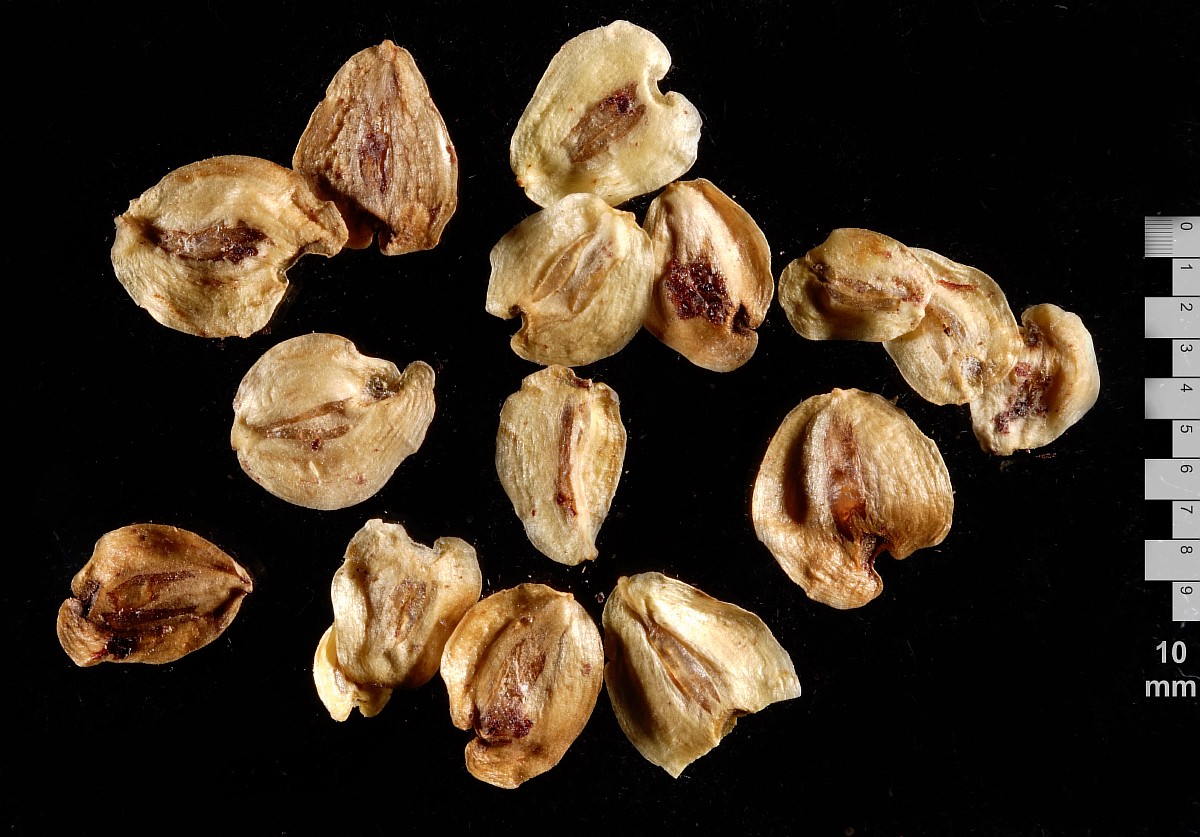 Image of Metasequoia glyptostroboides specimen.
