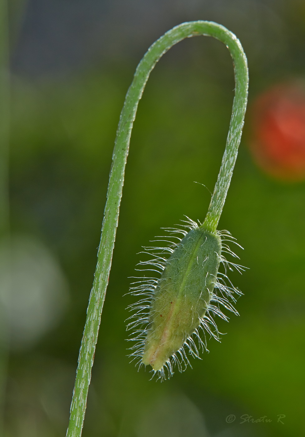 Изображение особи род Papaver.