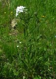 Hesperis sibirica подвид pseudonivea. Цветущее растение. Республика Алтай, Семинский хр. 9 июня 2008 г.