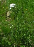 Hesperis sibirica ssp. pseudonivea