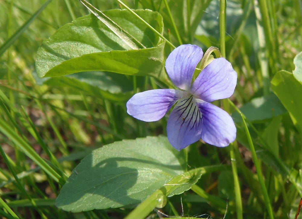 Image of Viola ruppii specimen.