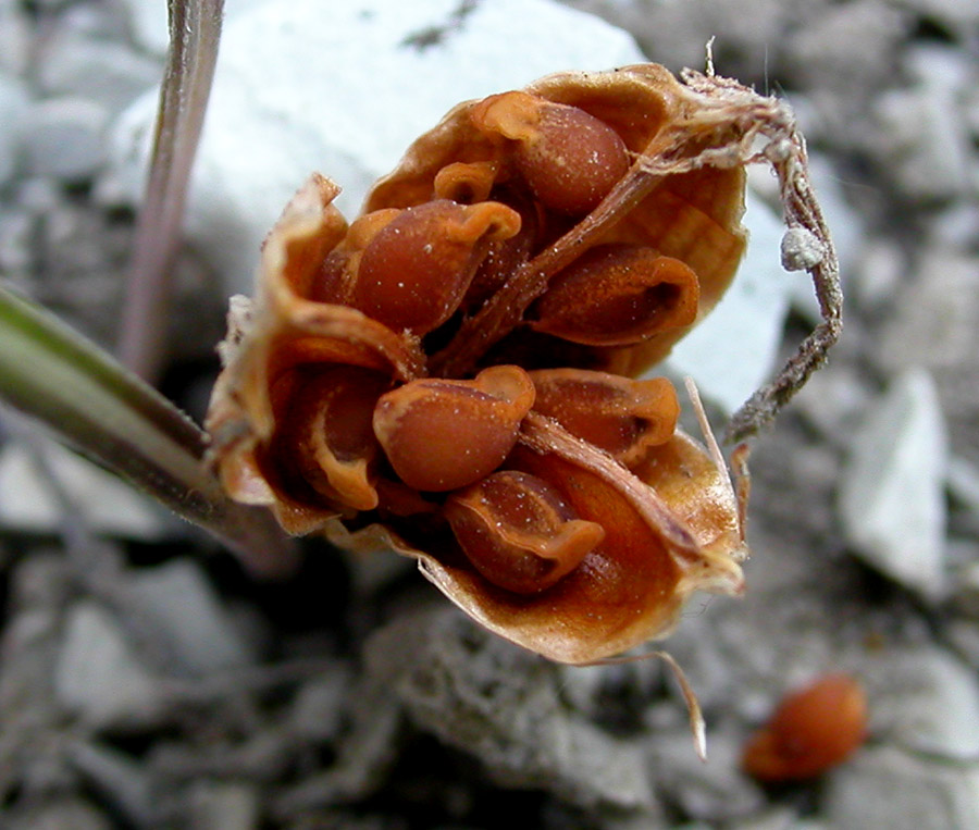 Изображение особи Crocus reticulatus.