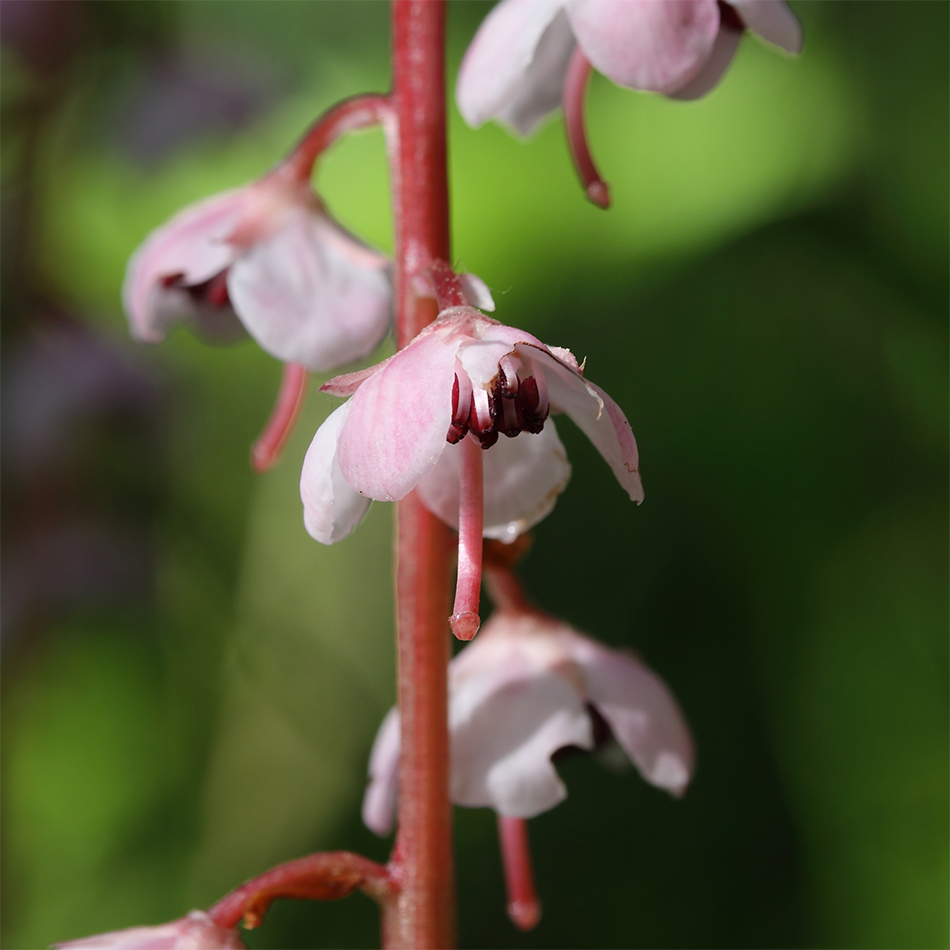 Image of Pyrola incarnata specimen.