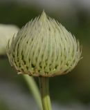 Cephalaria ambrosioides