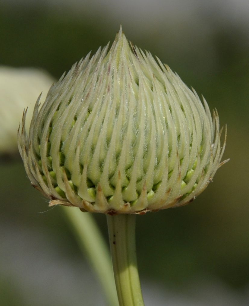 Image of Cephalaria ambrosioides specimen.