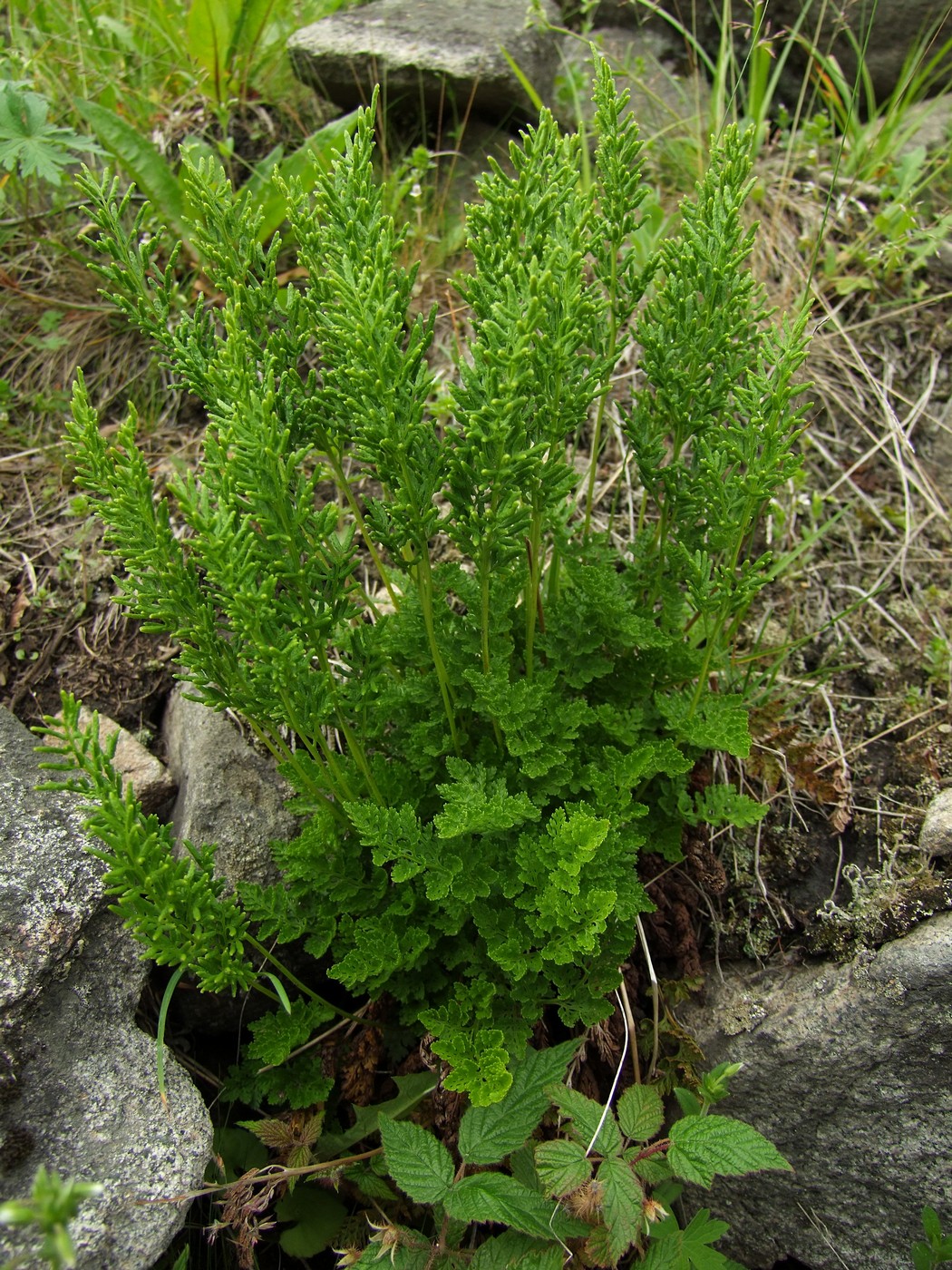Image of Cryptogramma acrostichoides specimen.