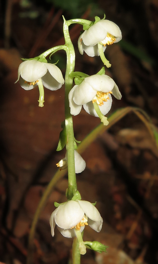 Image of Pyrola japonica specimen.