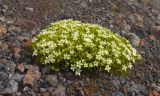 Minuartia inamoena