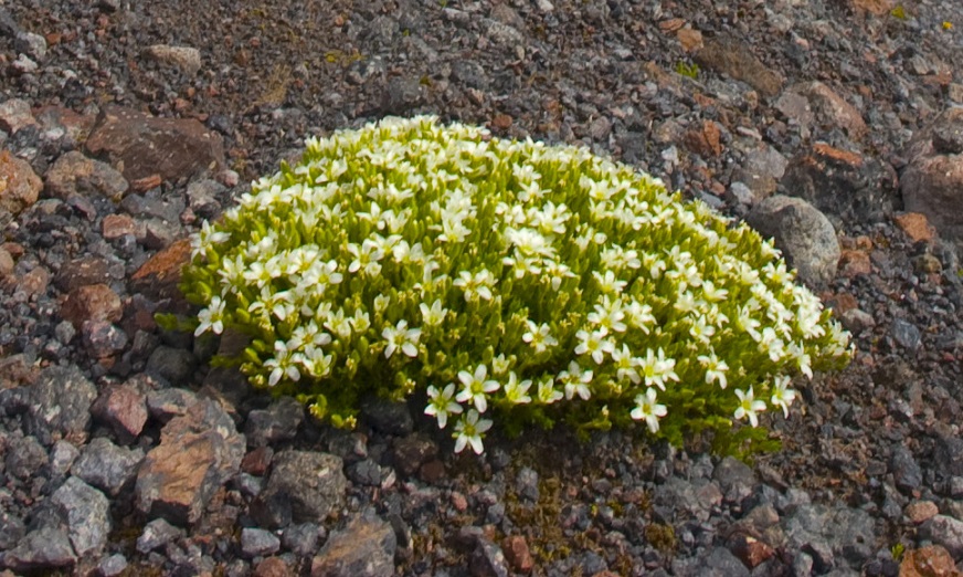 Image of Minuartia inamoena specimen.