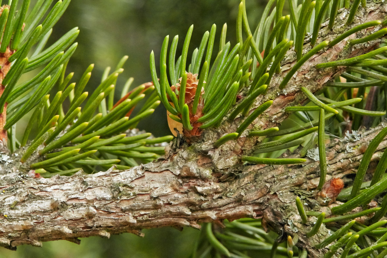 Изображение особи Picea abies.