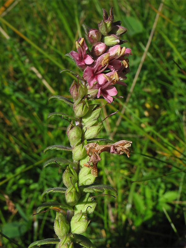 Изображение особи Odontites vulgaris.