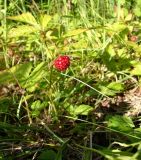 Rubus arcticus