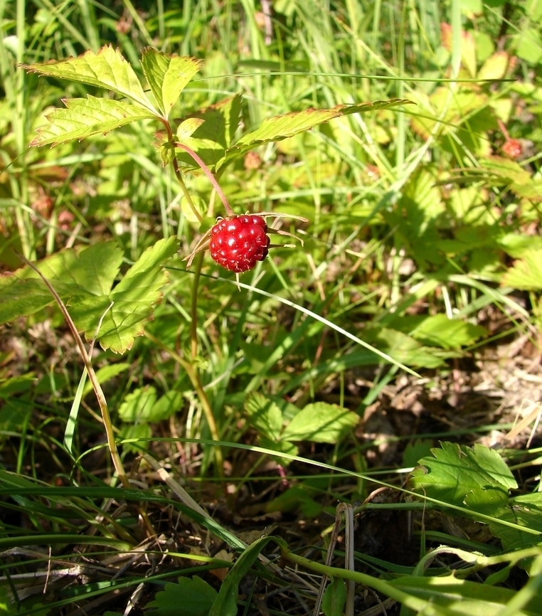 Image of Rubus arcticus specimen.