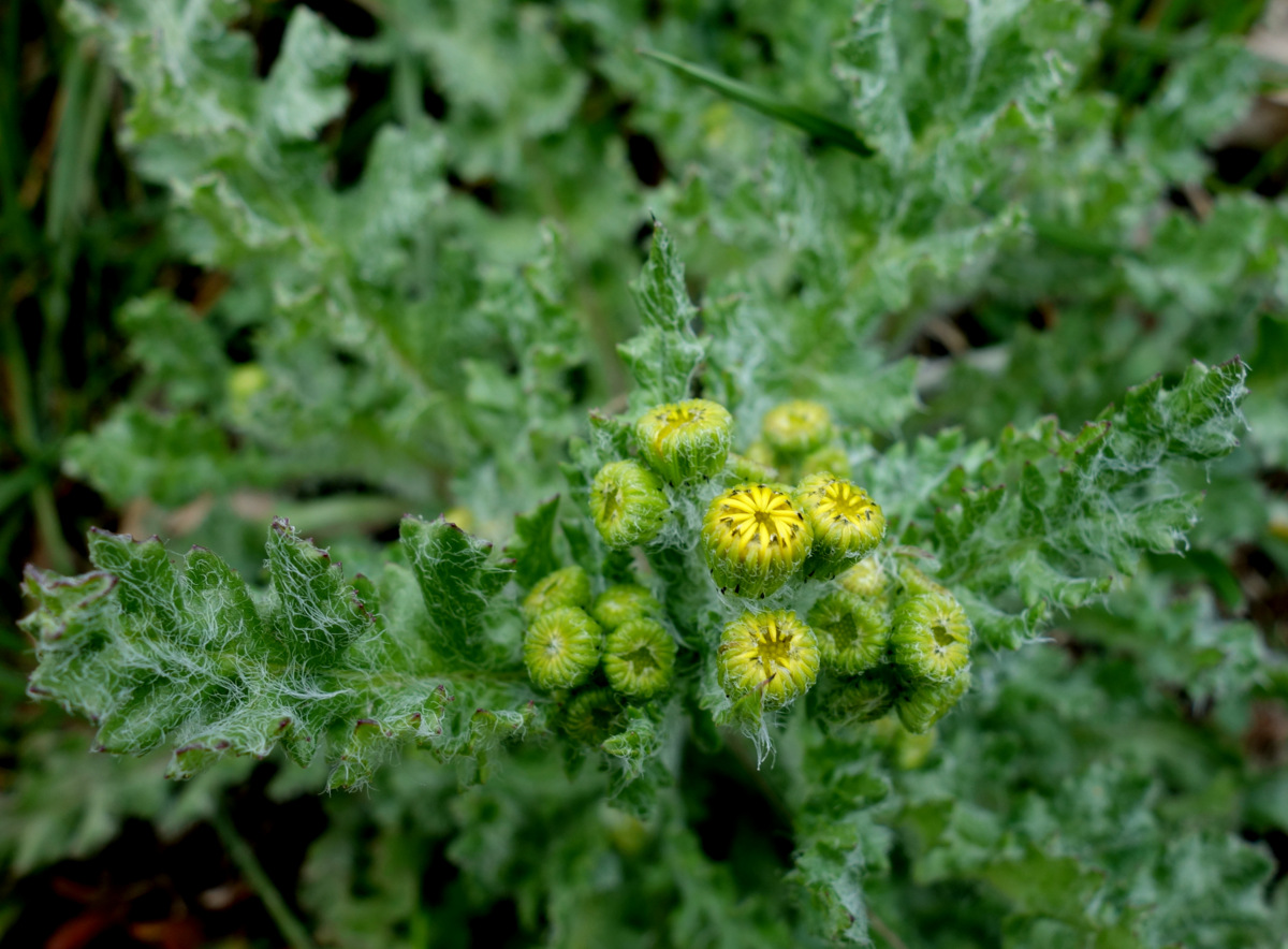 Изображение особи Senecio vernalis.